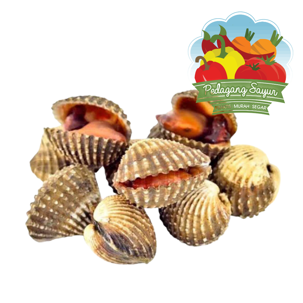 

Kerang Dara Segar - 500 Gram