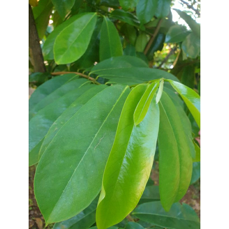 

DAUN SIRSAK FRESH ORGANIK