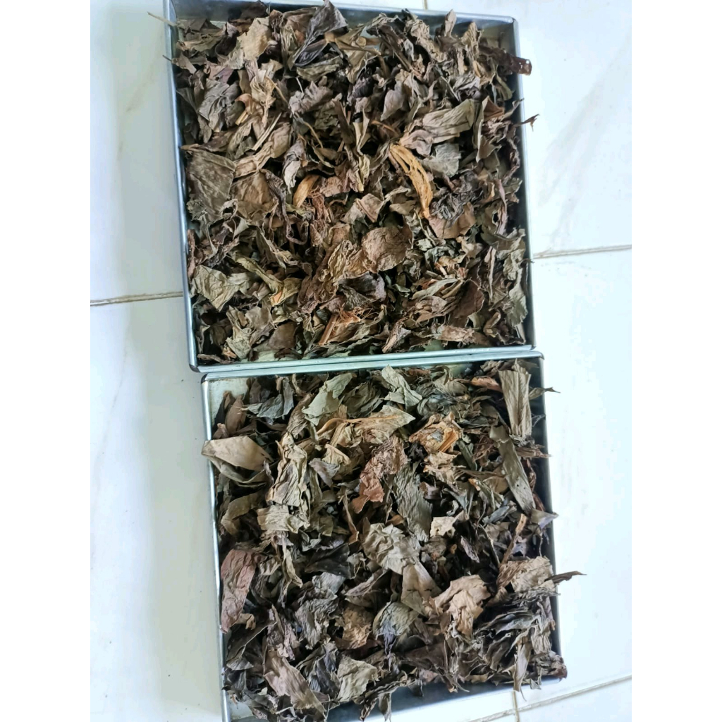 

HERBAL JAMU TERBAIK DAUN EKOR NAGA KERING-250 GRAM