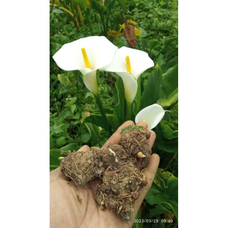Umbi Calla Lily White and Green mix