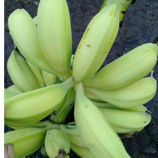 

Paket 500 gram Buah pisang batu muda segar