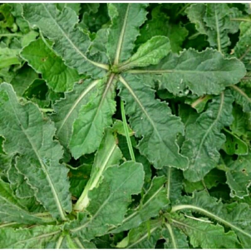 Jamu Herbal Tapak liman daun dan akar segar 1 Kg / Daun Tapak Liman Segar 1 Kg Dan Akarnya / Tapak L