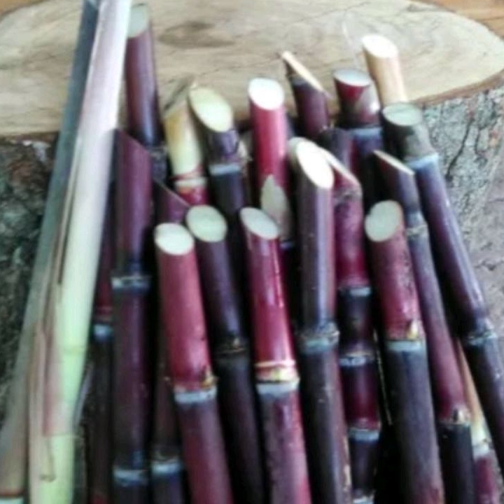 

Batang Tebu Merah Manis Legit Segar