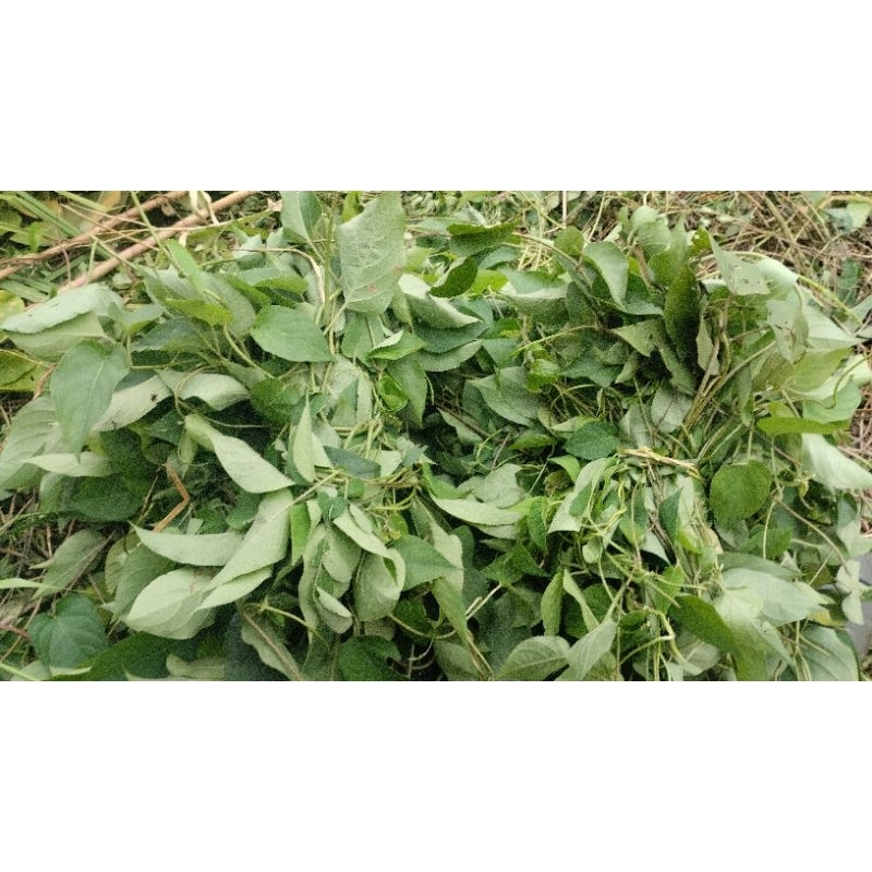 

Daun sembukan daun kentut daun simbuan
