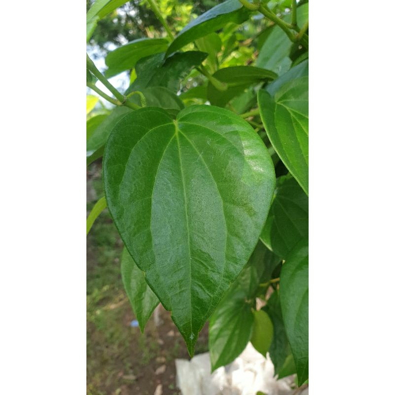 

(Garansi Segar) DAUN SURUH / DAUN SIRIH Segar Baru Dipetik (Anda Order Langsung Kami Petik)