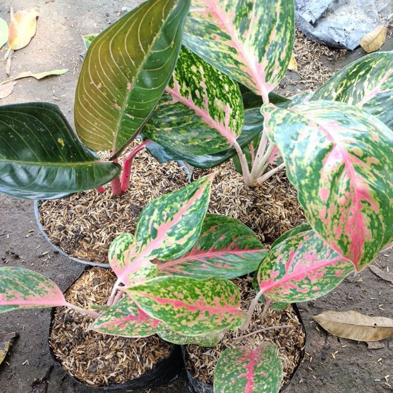 Tanaman hias aglonema big papa, black hot lady,red fire dan lukmeang