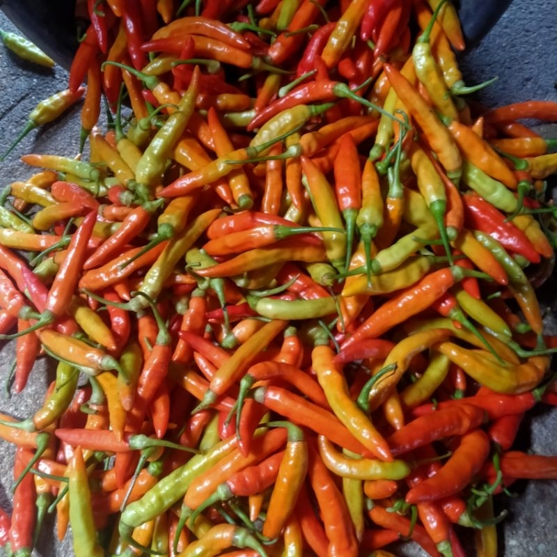 

cabe/cabe rawet merah/cabe rawit murah/cabe rawit pedas/segar/ frees 1 kg