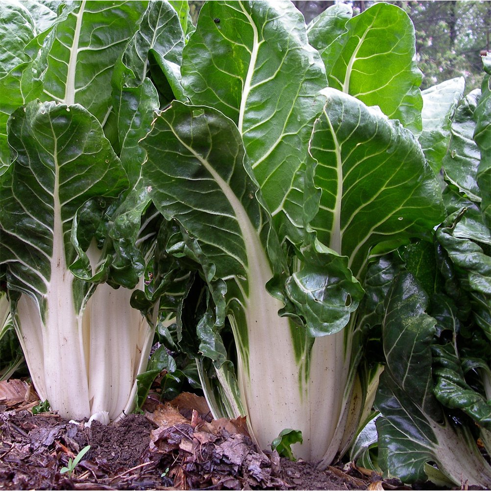 Benih Bibit Biji - Swiss Chard Fordhook Giant Organic Seeds - IMPORT