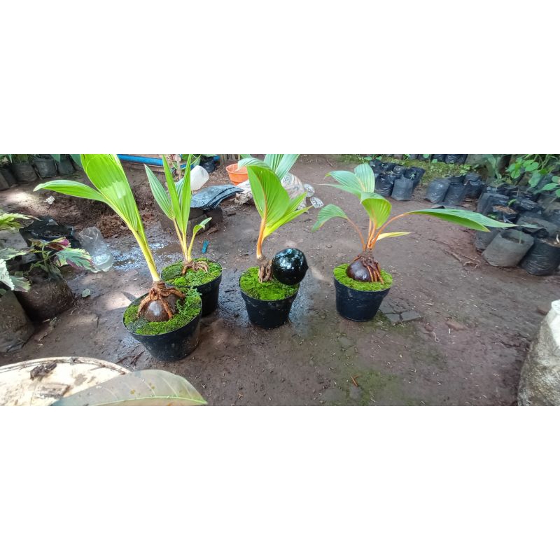 bonsai kelapa sudah jadi A