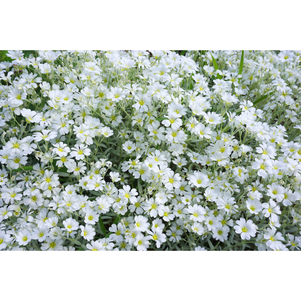 Benih Bibit Biji - Bunga Snow In Summer Cerastium tomentosum Penutup Tanah Creeping Flower Seeds - IMPORT