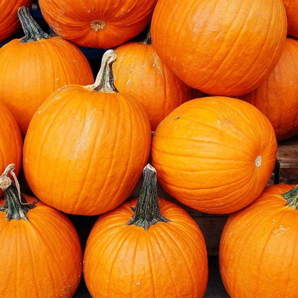 Benih Bibit Biji - Pumpkin Jack O'Lantern Labu Halloween Seeds - IMPORT