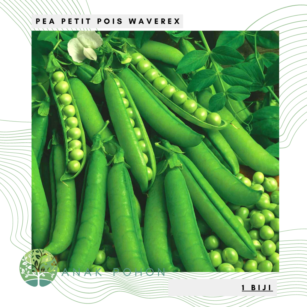 Benih Bibit Biji - Pea Petit Pois Waverex Kacang Polong Seeds - IMPORT