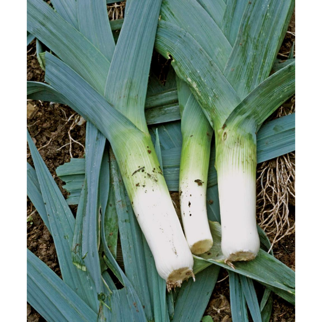 Benih Bibit Biji - Leek Blue De Solaise Heirloom Seeds - IMPORT