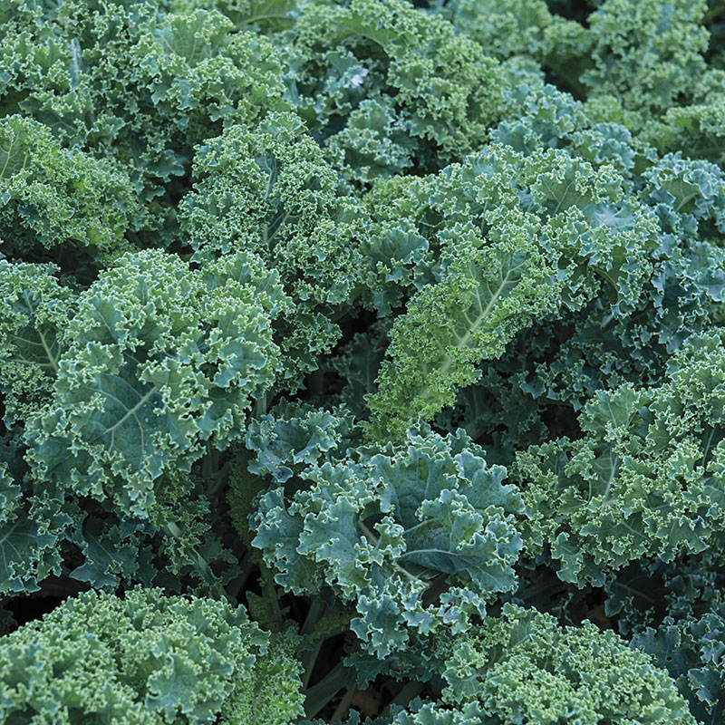 Benih Bibit Biji - Kale Borecole Vates Blue Curled Seeds - IMPORT