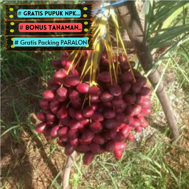 Bibit / Pohon Kurma Ajwa Arab Unggulan TERLARIS