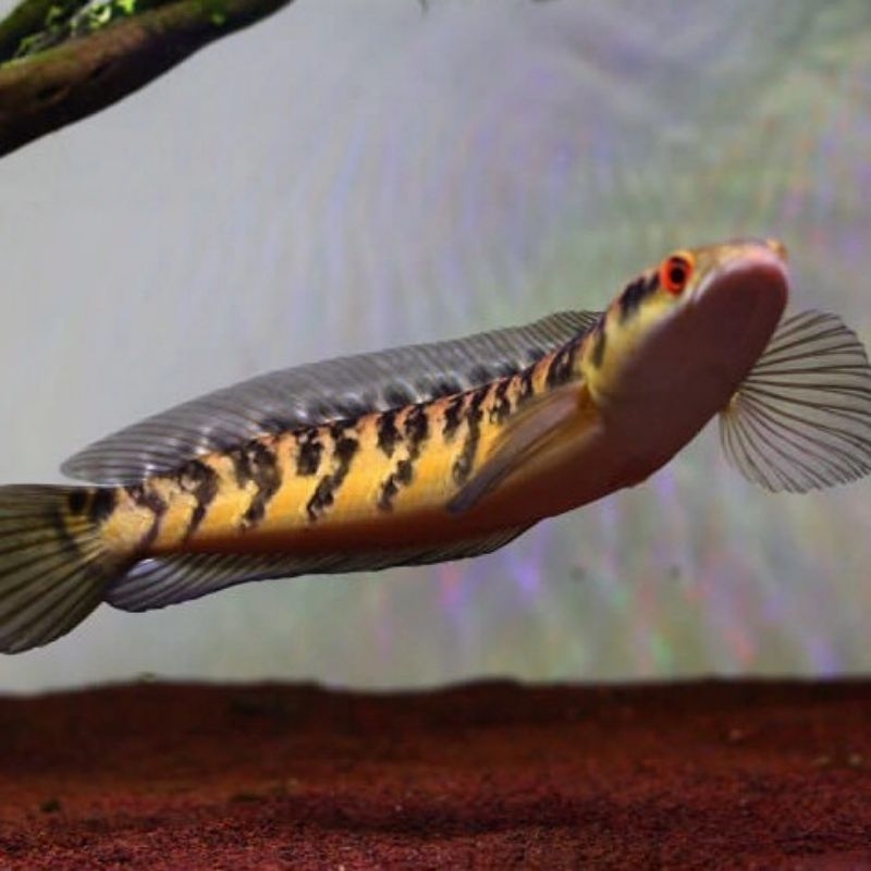 (garansi D.o.A) yellow sentarum/yellow sentarum matamerah atau ikan ys 4-16cm