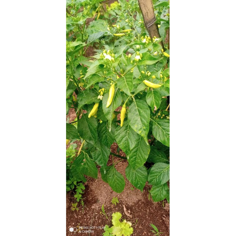 tanaman pohon cabe domba/cabai domba/cabe setan