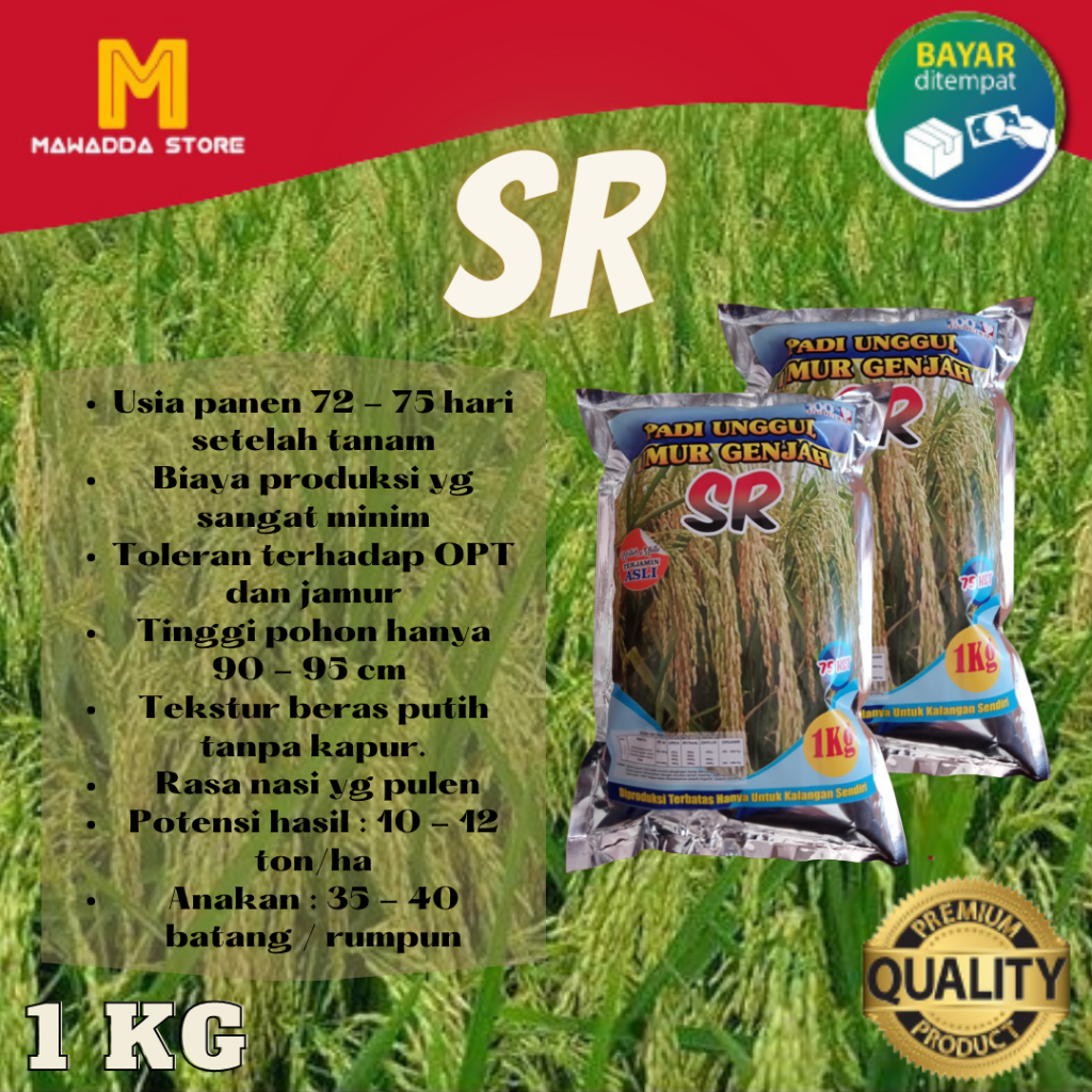 Bibit Padi Unggul Benih Padi SR 1kg
