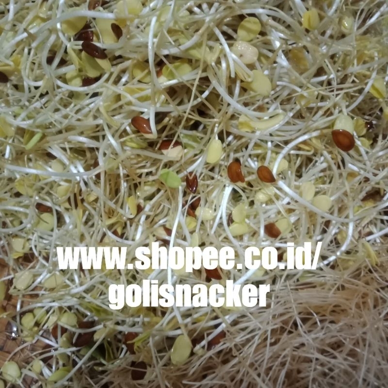 

Kecambah Cikru Lamtoro Wonogiri 500 Gram