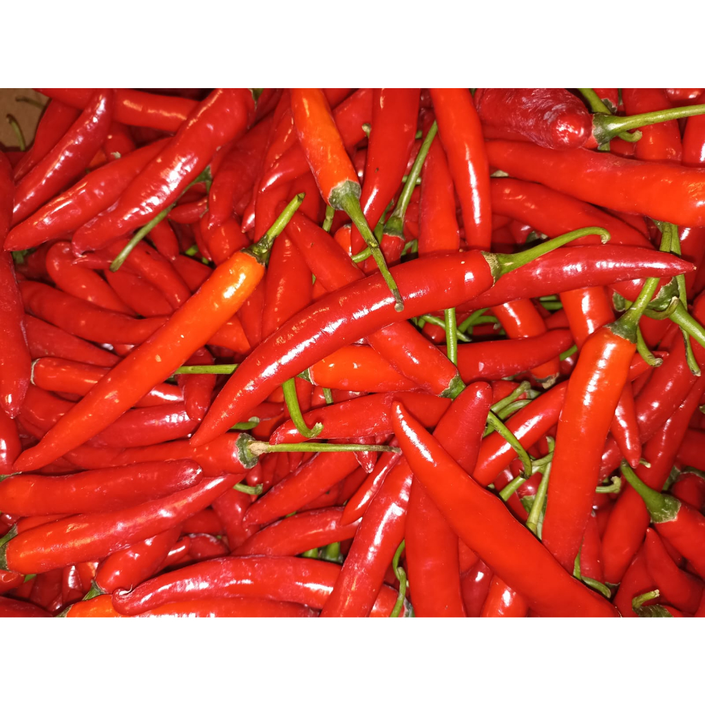 CABAI MERAH TW FRESH 1 KH PILIHAN