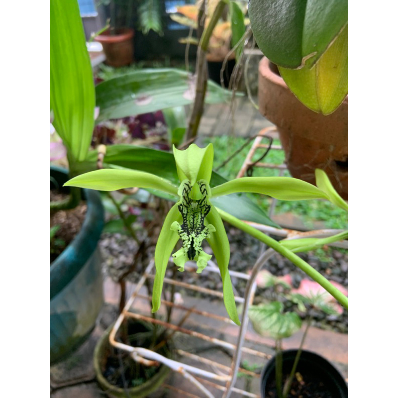 coeligyne Pandurata anggrek hitam Papua