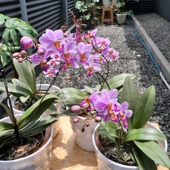 Anggrek Bulan Mini Bunga Ungu