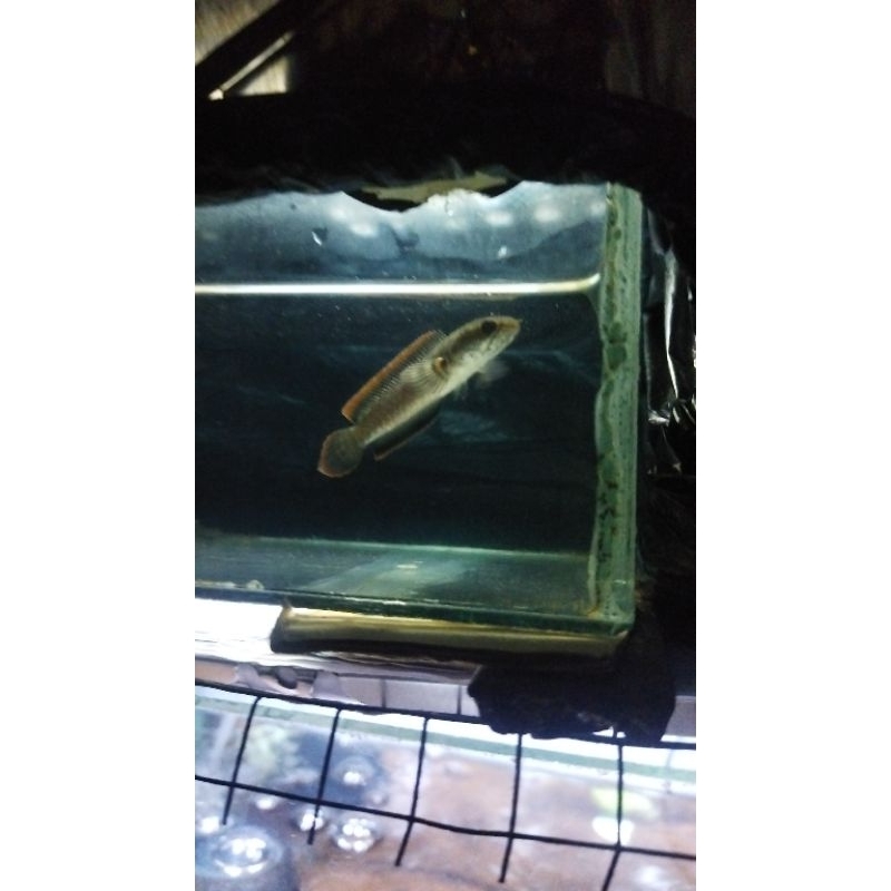 PATUNG CHANNA LIMBATA WC