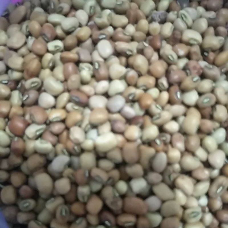 

BIJI KACANG TOLO DADAP TUNGGAK MERAH