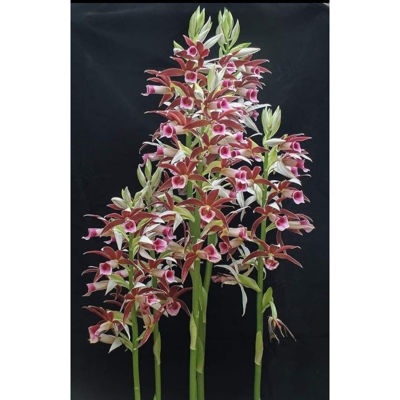 Anggrek phaius thankervilleae ANGGREK KIPAS xiphidium caeruleum tangan malaikat ANGGREK TANAH geodor