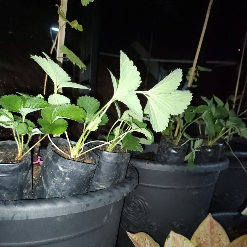 Bibit strawbery MADU