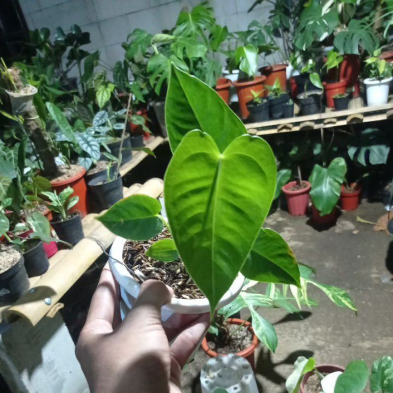 antorium veitchii ori