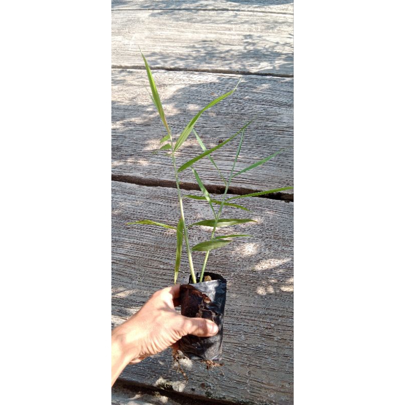 Bibit Jahe Merah Asli