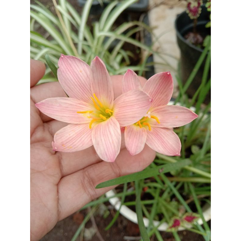 rain lily sunset strain / rain lily capricorn