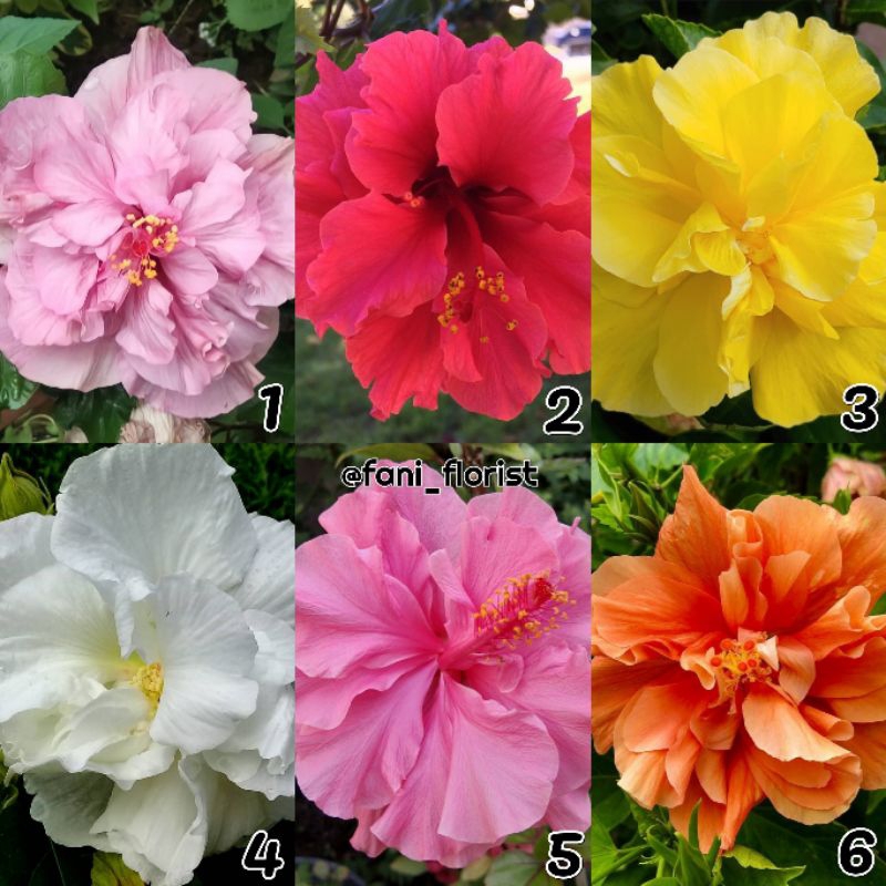 bibit kembang sepatu tumpuk bangkok double hibiscus