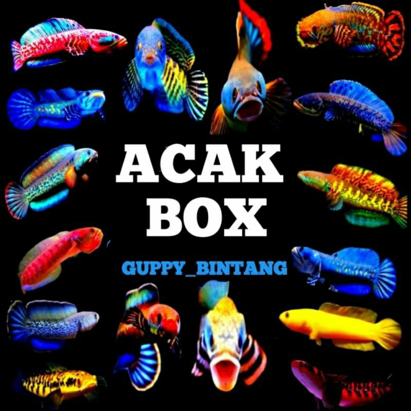 cana sultan no zonx jacpot auranti jumbo