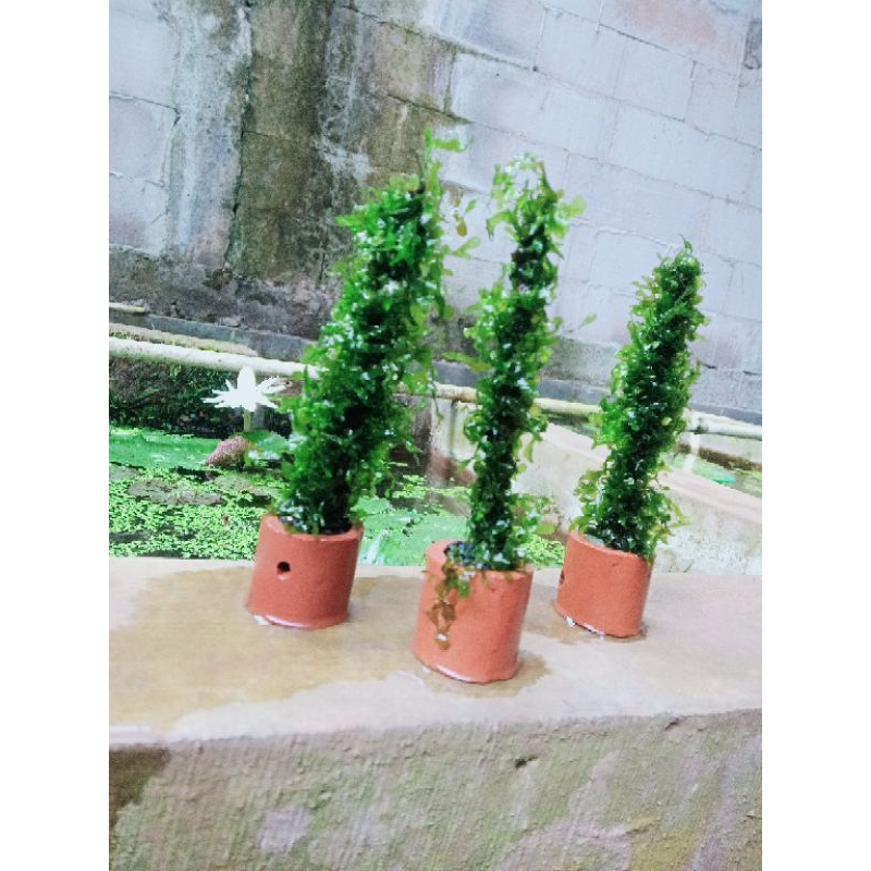 ( beli 3 gratis 1 ) pelia per pot + pakai pot + pakai akar rasamala