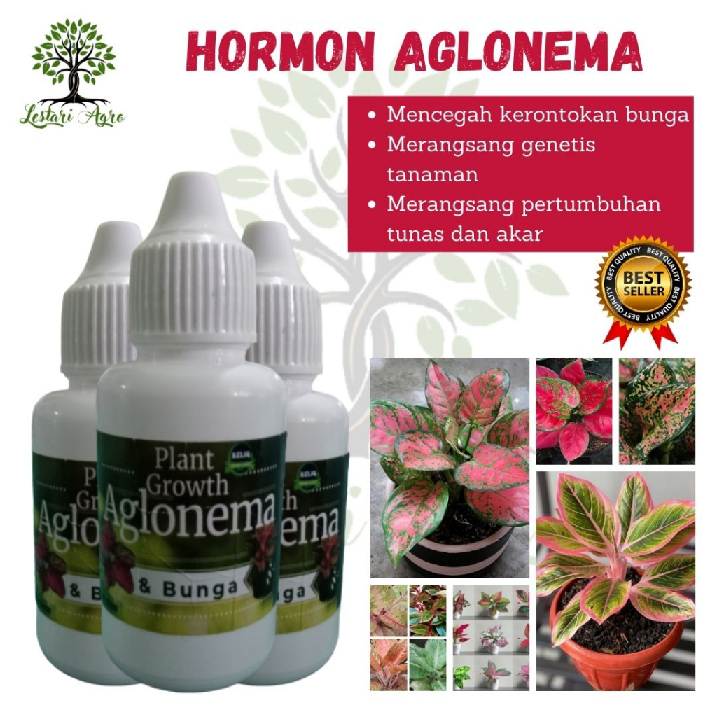 Hormon perangsang tunas aglonema biar cepat beranak, hormon perangsang tunas aglonema terbaik
