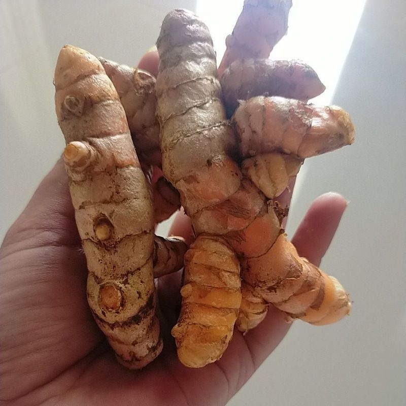 

kunyit segar/kunyit bumbu tanpa tanah 1kg