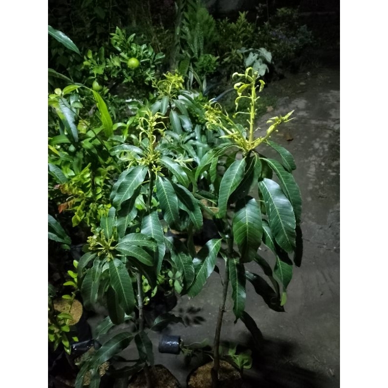 Bibit mangga Namdokmai Superan 1 meter berbunga