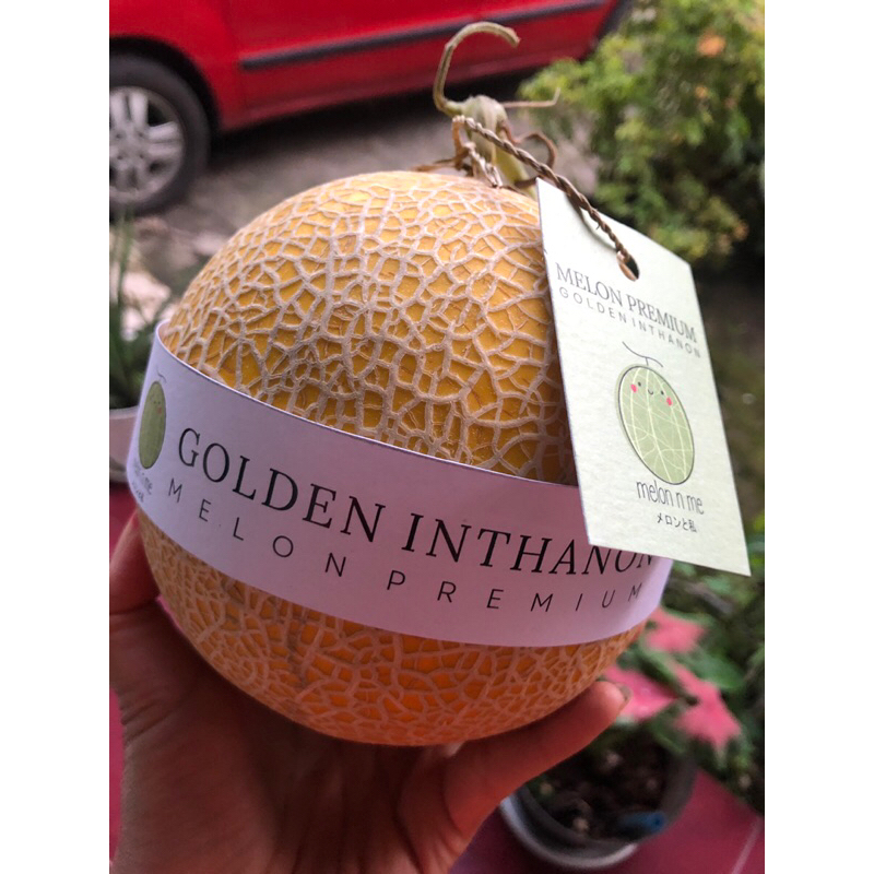 

Melon golden inthanon,melon premium,melon madu