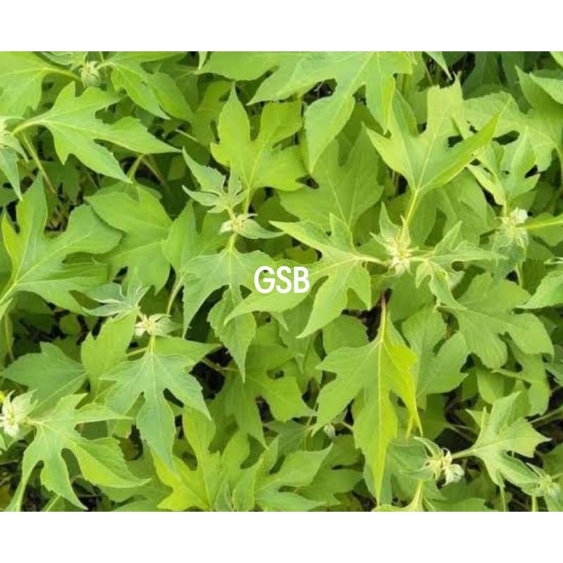 

Daun insulin segar daun kipahit segar 1 kg