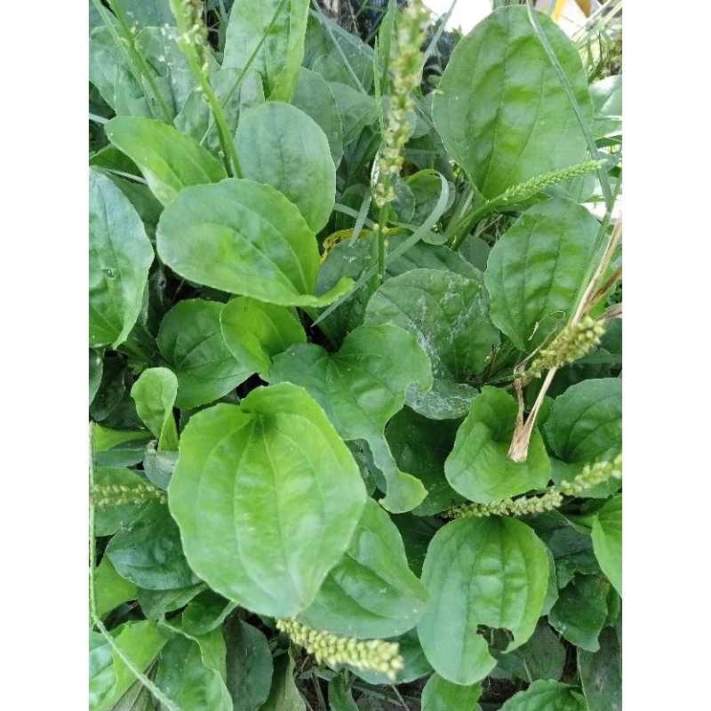 

Daun sendok /Ki urat segar 500 gr