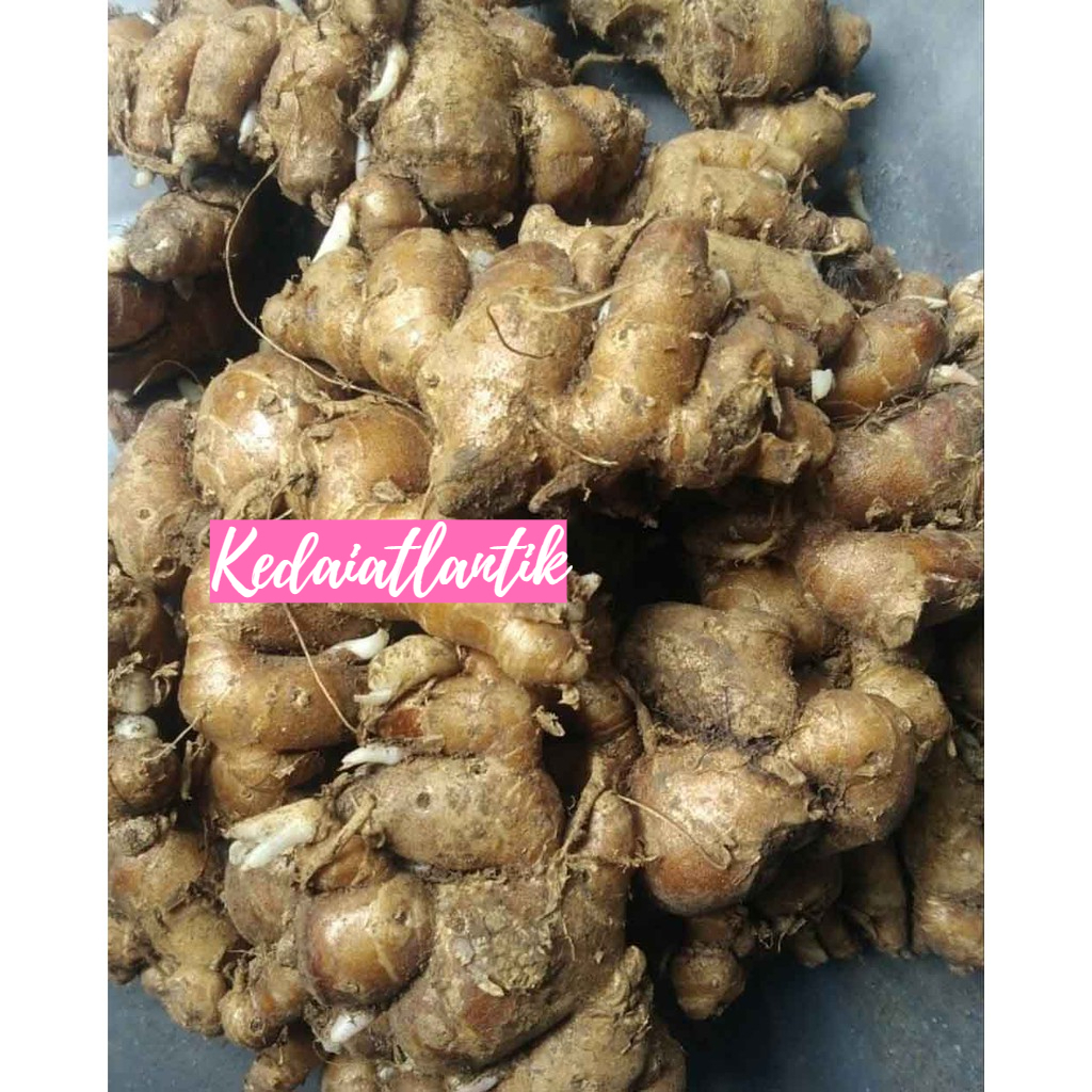 kencur segar/cekur/kencur/kencur segar/kencur seblak/bahan minuman/bahan makanan/beras