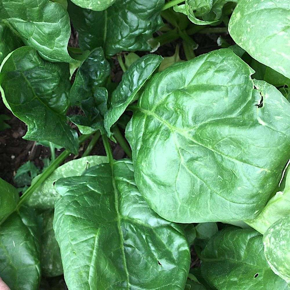 Benih Bibit Biji - Spinach Giant Winter Salad Leaves Bayam Daun Jumbo Seeds - IMPORT