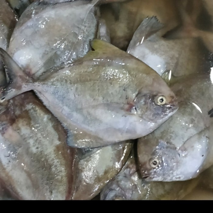 

Ikan bawal hitam 500gr