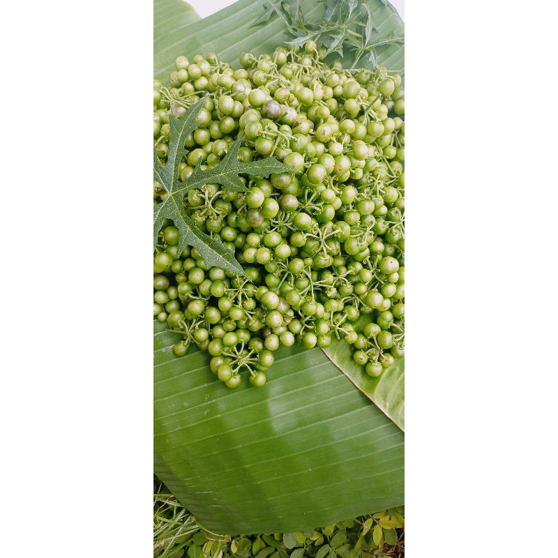 

Lencak leunca asli segar 1 kg