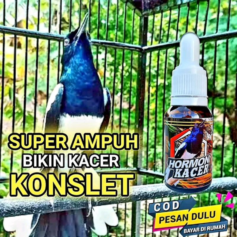 KACER SERUM KACER KONSLET BUKOR BIKIN KACER KLUAR ISIAN HORMON KACER VITAMIN KACER BAHAN VITAMIN KAC