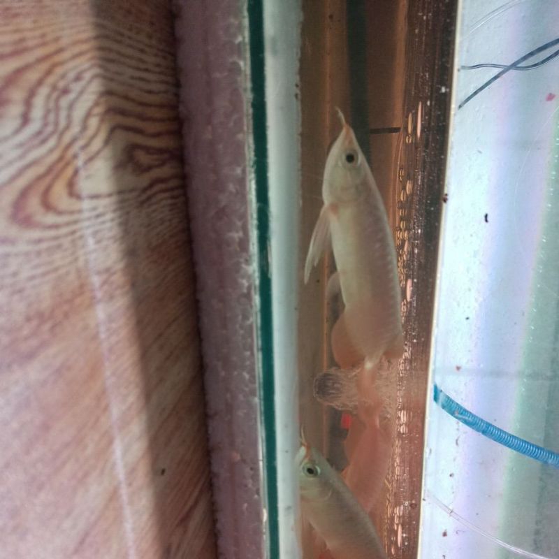 arowana asli SR nungging uk 18-20