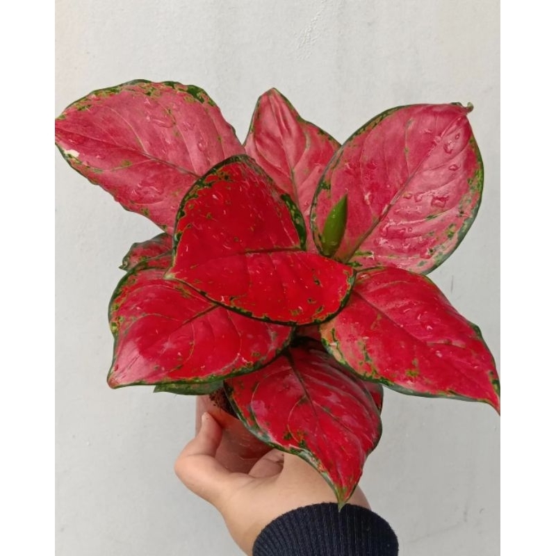 tanaman hias aglonema red anjamani mutasi aglonema aglaonema red anjamani merah murah