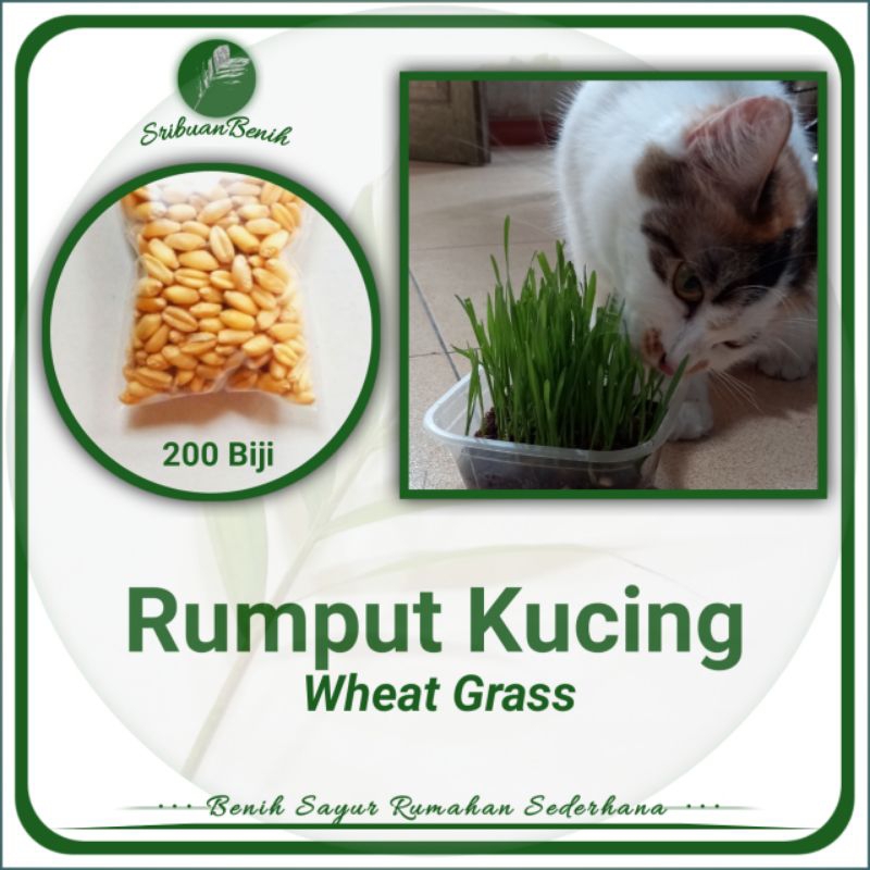 ± 200 Wheat Grass Rumput Kucing Rumput Penghilang Stres Kucing Rumput Nutrisi Kucing